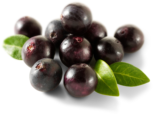 Acai Stem Cells