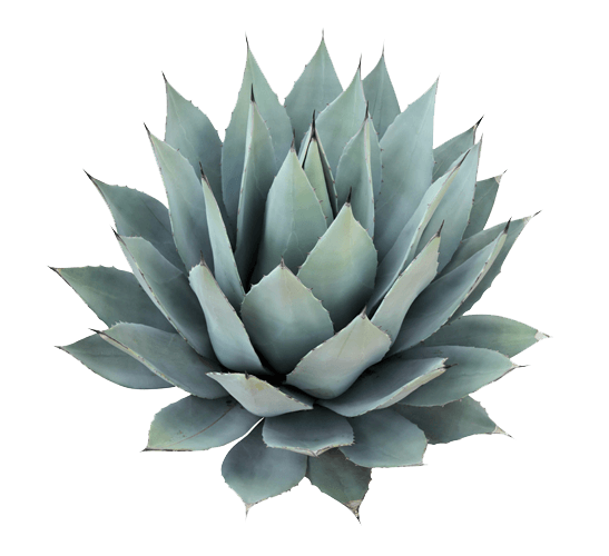 Agave Stem Cells