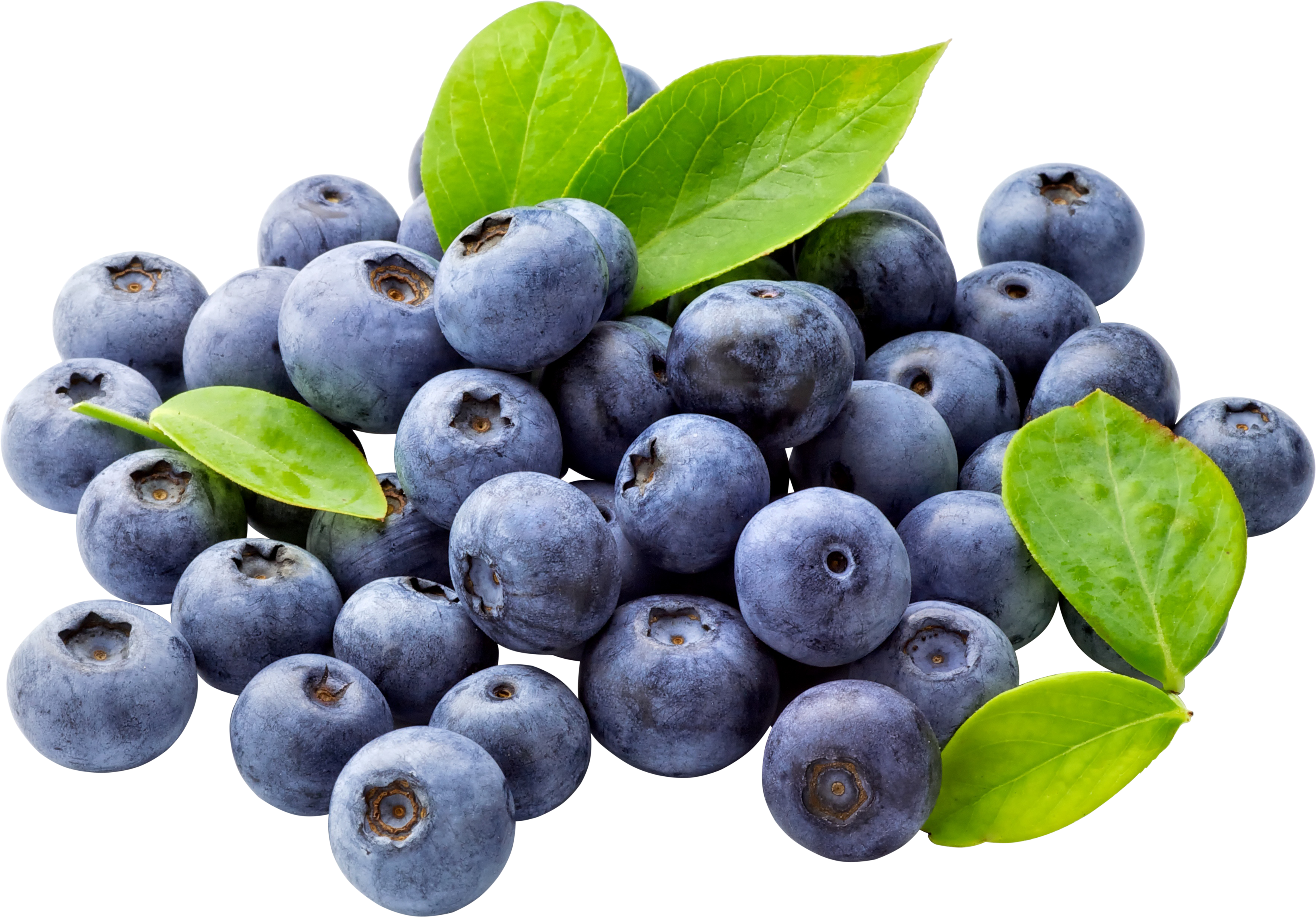 Blueberry Stem Cells